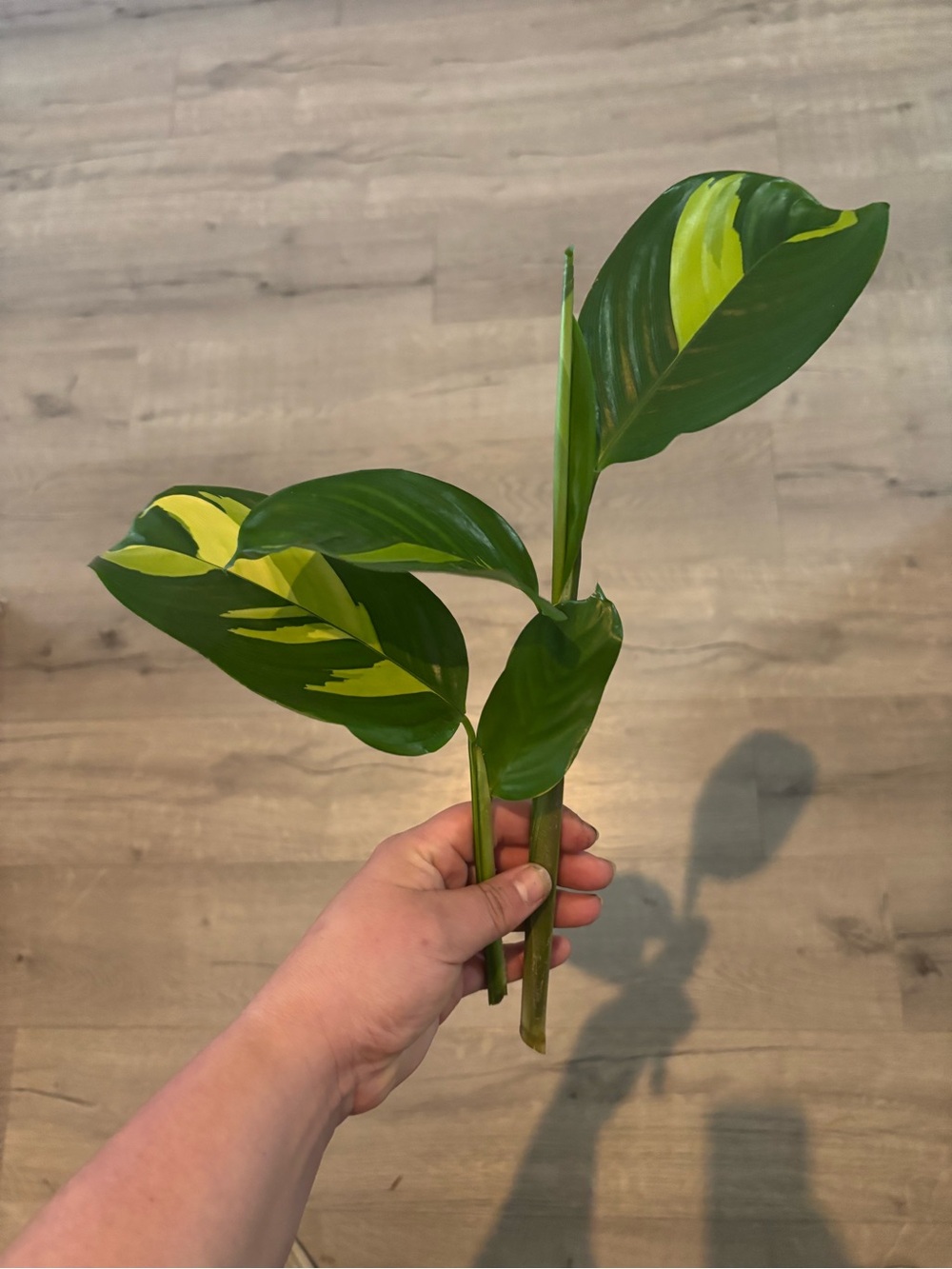 Ctenanthe Lubbersiana Plant Cuttings (Set of 2)
